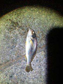 シーズン終盤のドラゴン求め西宮ケーソンへ　1m超えの指4本半クラスをGET