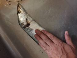 舞洲タチウオワインド　５時半頃にガツンとき…