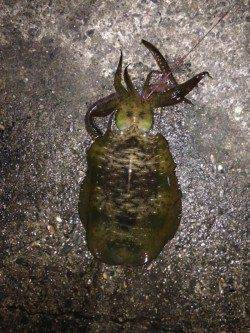 野原　ヤエンのアオリイカ狙いでキロ近くを2ハイ