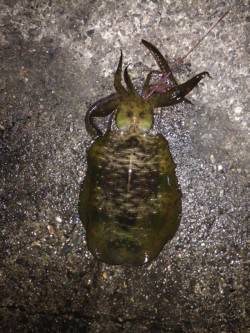 野原　ヤエンのアオリイカ狙いでキロ近くを2…