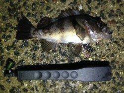 仮屋漁港でメバル・ガシラ・アジ・アオリイカ☆ライトソルトゲーム最高♪