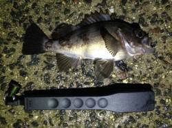 仮屋漁港でメバル・ガシラ・アジ・アオリイカ…