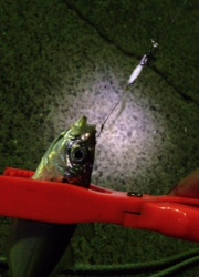 海南エリア　アジングでカマス・アジ　アジのお刺身は脂がのってました！