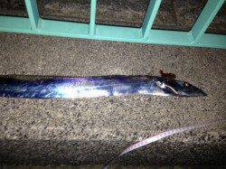 泉佐野　ウキ釣りでタチウオ、指5本級の良型に満足でした