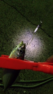 海南エリア　アジングでカマス・アジ　アジのお刺身は脂がのってました！