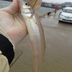 都志港にて投げ釣り　二人で10匹のキス、サイズはよいですが反応渋く…