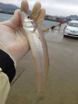 都志港にて投げ釣り　二人で10匹のキス、サイズはよいですが反応渋く…