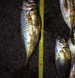 舞洲アジング　雨の中19匹、ジャンボもまじり楽しい釣行