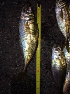 舞洲アジング　雨の中19匹、ジャンボもまじり楽しい釣行