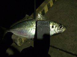 仮屋漁港へメバリング　表層で小メバルとアジ高活性で１キャスト１バイト！