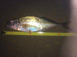 大阪南港アジング　アジの活性が良くジャンボ4匹ふくむ25匹の釣果