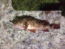 仮屋にてアジング　アジの反応が良く前日より大きいサイズ釣れました！