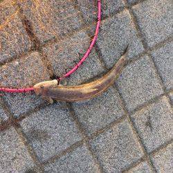 鳴尾浜　ワインドでタチウオの釣果