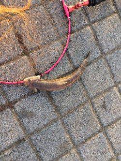 鳴尾浜　ワインドでタチウオの釣果