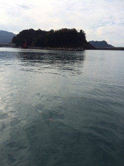 香住東港サヨリと豆アジ　釣れてる人とそうでない人の差が極端でした