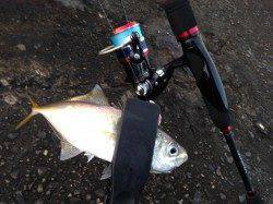舞洲にてアジング　6時頃から7時までの間しかアジの反応なしでした