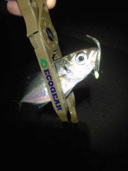 神戸港アジング　常夜灯が効いたPOINTにはアジが沸いていました♫