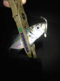 神戸港アジング　常夜灯が効いたPOINTに…