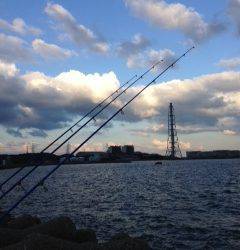 カレイ狙いで深日港へ　投げ釣りでアナゴ・キスの釣果　カレイは…残念でした