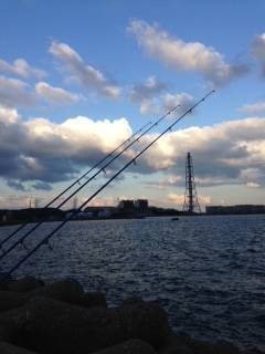 カレイ狙いで深日港へ　投げ釣りでアナゴ・キスの釣果　カレイは…残念でした