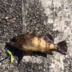 勝浦港　ライトゲームでメッキ・メバル　色々見て回りメバルの付き場発見♪