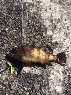 勝浦港　ライトゲームでメッキ・メバル　色々見て回りメバルの付き場発見♪