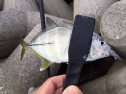 浦港　明るい内はライトワインドでメッキ、陽…