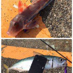 勝浦漁港でライトゲーム　スピンテールジグでサバとホウボウの釣果