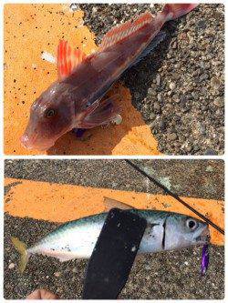 勝浦漁港でライトゲーム　スピンテールジグでサバとホウボウの釣果