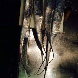 南港周辺にてタチウオF5.5サイズ　釣れた5本全部メーターオーバーでした☆