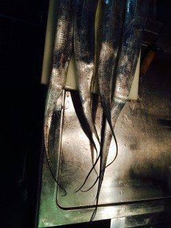 南港周辺にてタチウオF5.5サイズ　釣れた5本全部メーターオーバーでした☆