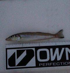 深日港にて投げ釣り　カレイは音沙汰なし、夜明け前にキスの釣果