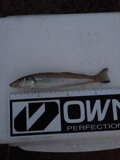 深日港にて投げ釣り　カレイは音沙汰なし、夜…