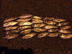 大阪南港　アジングまだまだ楽しめそうです