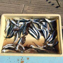 マリーナシティ海釣り公園、サビキでイワシ大漁♫