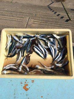 マリーナシティ海釣り公園、サビキでイワシ大漁♫
