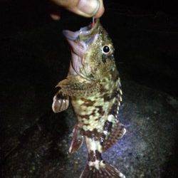 勝浦アジング調査　キビレのひきを楽しみました