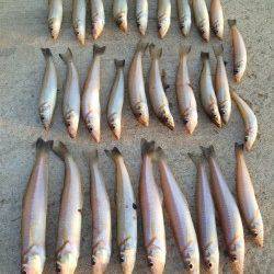 都志にて投げ釣りでキス　時合には3投に2投は釣れるペースでした♪