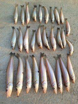 都志にて投げ釣りでキス　時合には3投に2投は釣れるペースでした♪