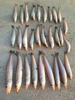 都志にて投げ釣りでキス　時合には3投に2投…