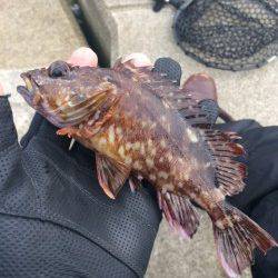 小島でメバリング　本命は釣れませんがガシラに癒されました