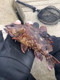 小島でメバリング　本命は釣れませんがガシラ…