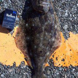 勝浦漁港　湾内で潮がよく流れているところを通すとヒラメの釣果