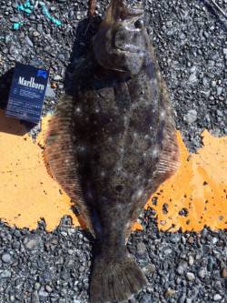 勝浦漁港　湾内で潮がよく流れているところを…