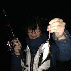 舞洲にてアジング　豆アジとキビレの釣果