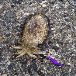 串本港ショアジギング　地磯は強風で釣りにならず湾内でモンゴイカ釣れました