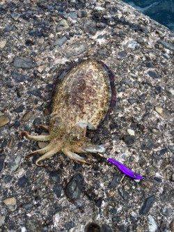 串本港ショアジギング　地磯は強風で釣りにならず湾内でモンゴイカ釣れました