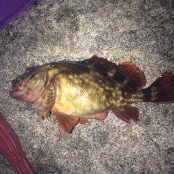 江井ヶ島　メバリングでガシラの26cm