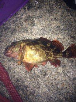 江井ヶ島　メバリングでガシラの26cm