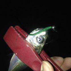 泉大津にてアジのたまり場発見♪　アジングで1時間半釣れて楽しめました